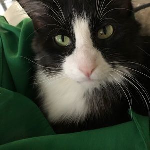 Meet your Posher, Kadifa